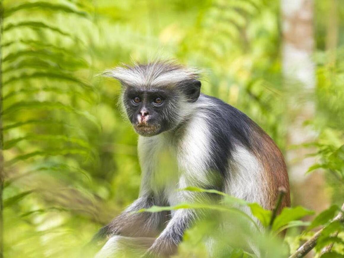 Red colobus monkey 