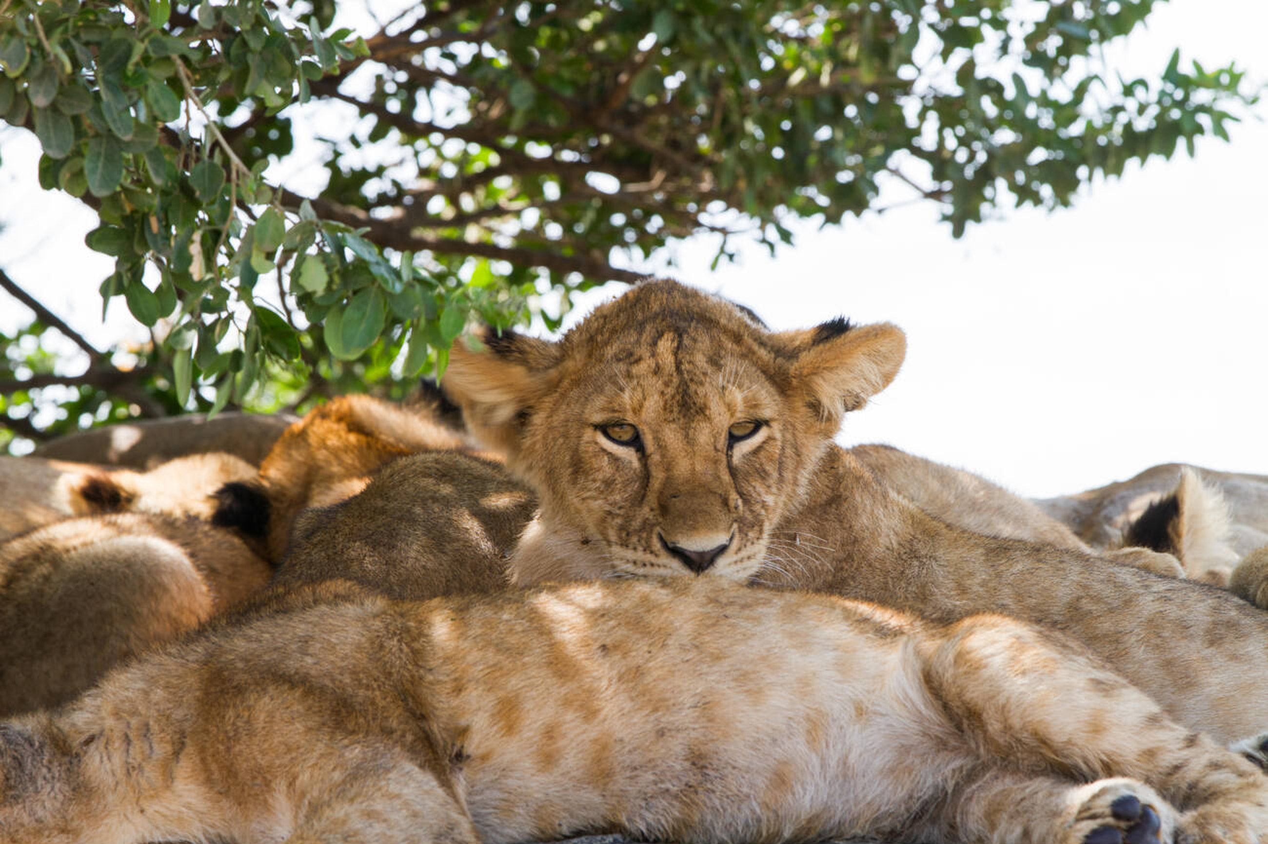 Serengeti National Park