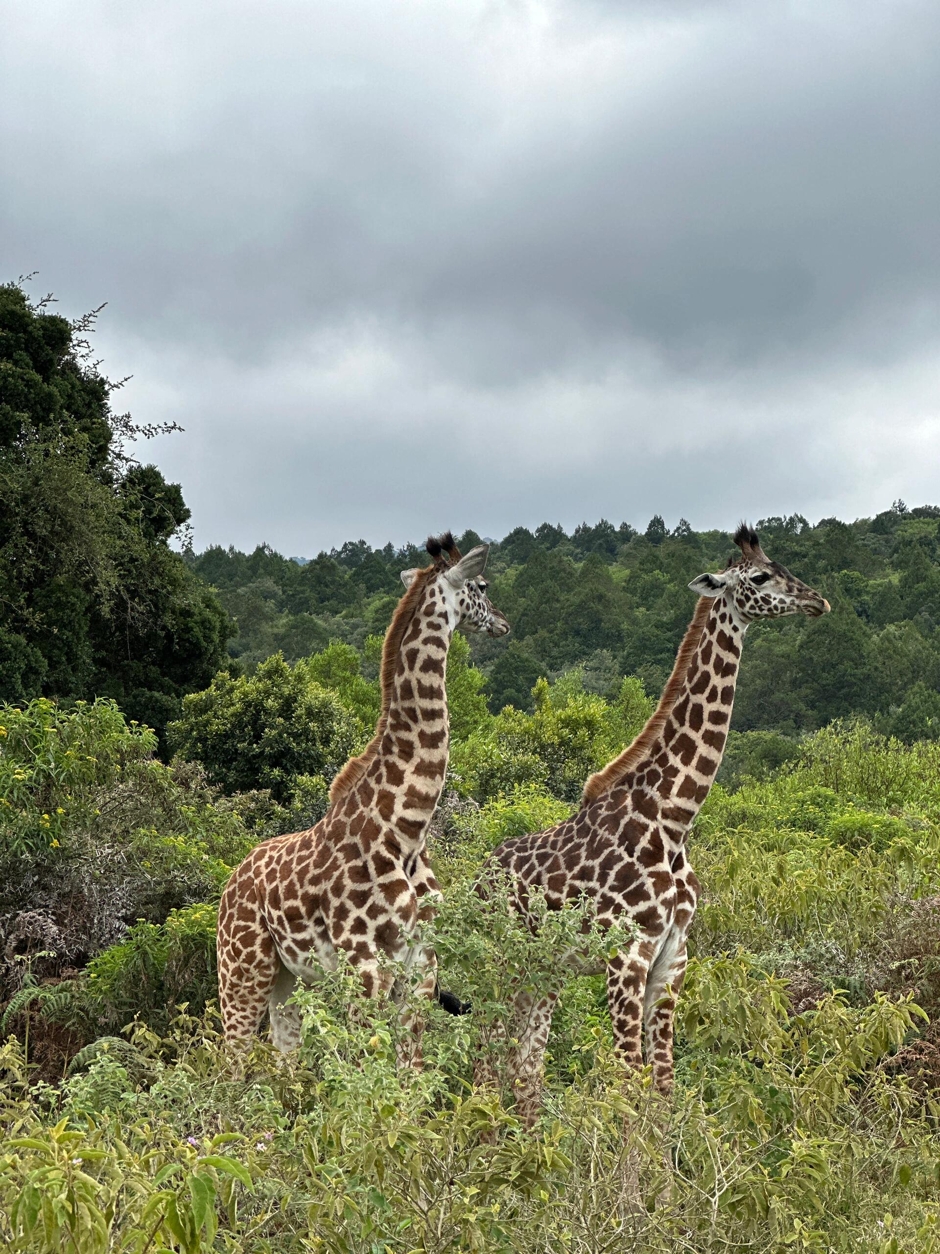 Arusha National Park