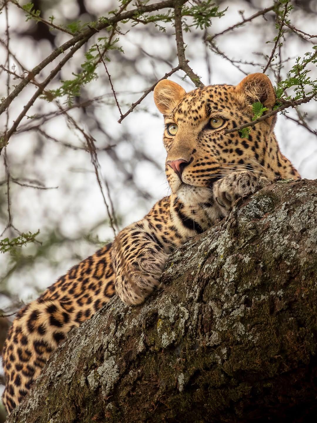 Ndutu & Southern Serengeti