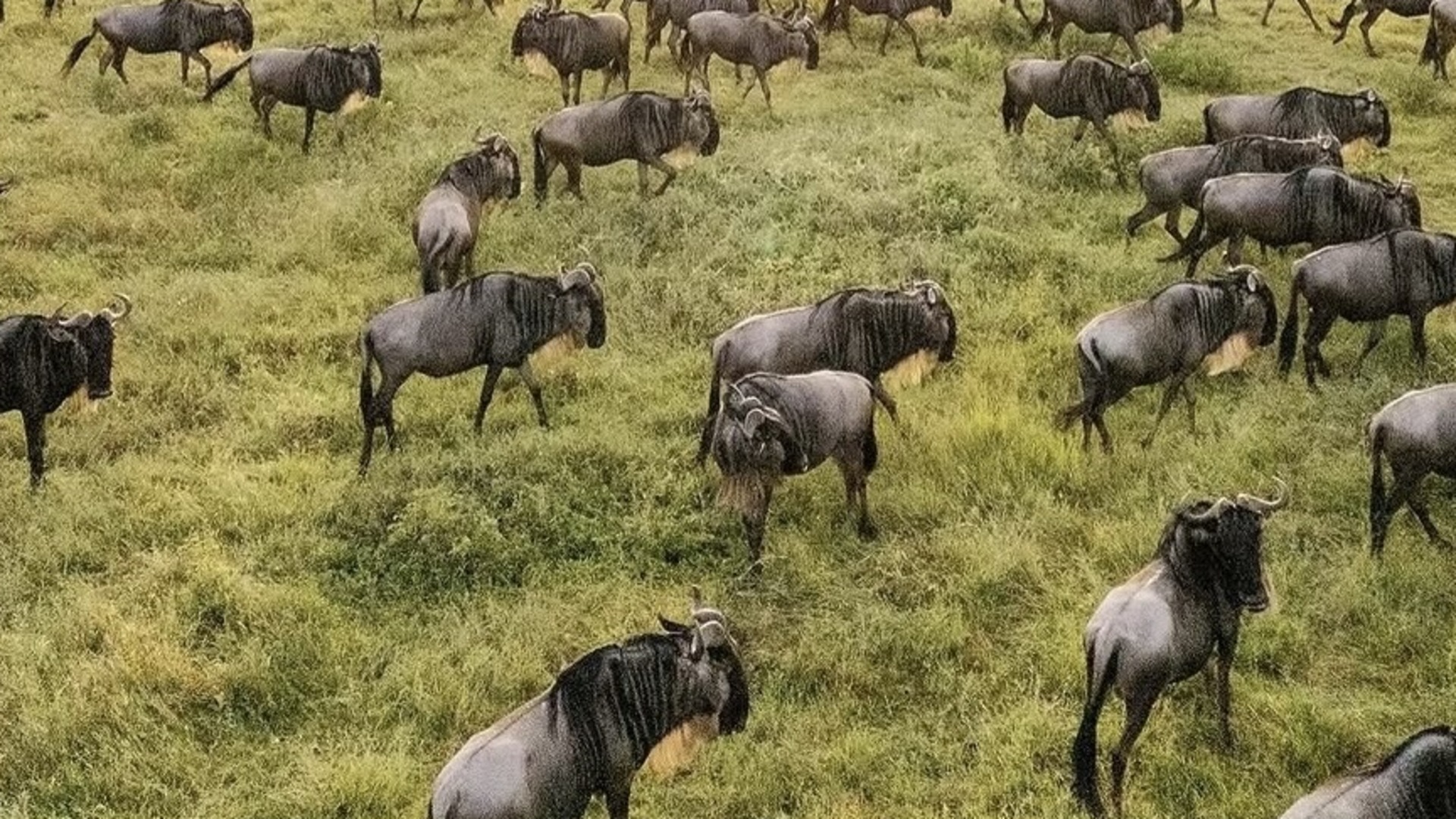 Ndutu Plains, Southern Serengeti