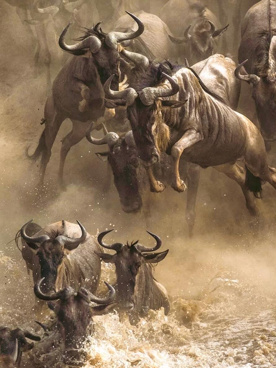 The Great Migration & Mara River Crossing