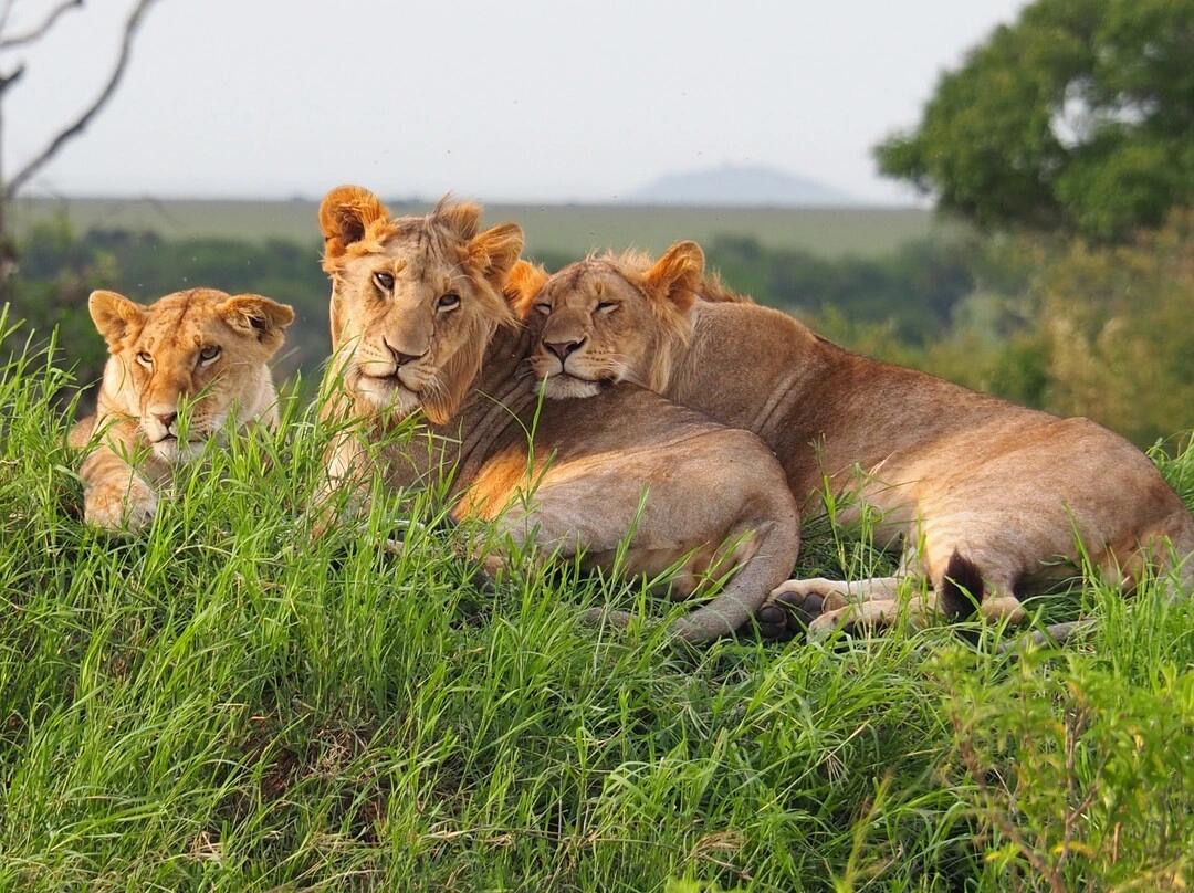 Safari Tour 'Gerenuk': 6-Day Manyara, Ngorongoro & Serengeti