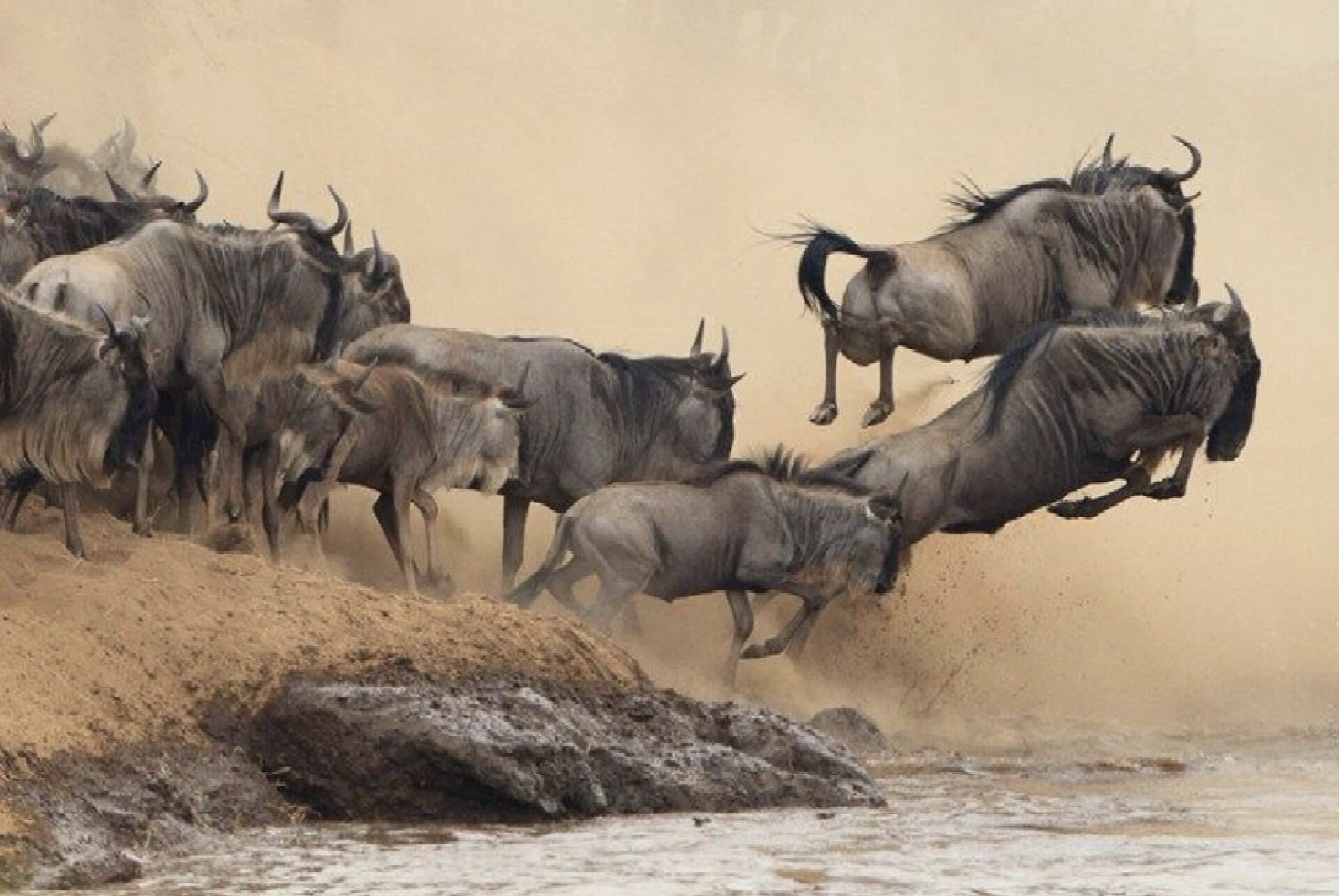 Great Migration & River Crossing in Serengeti