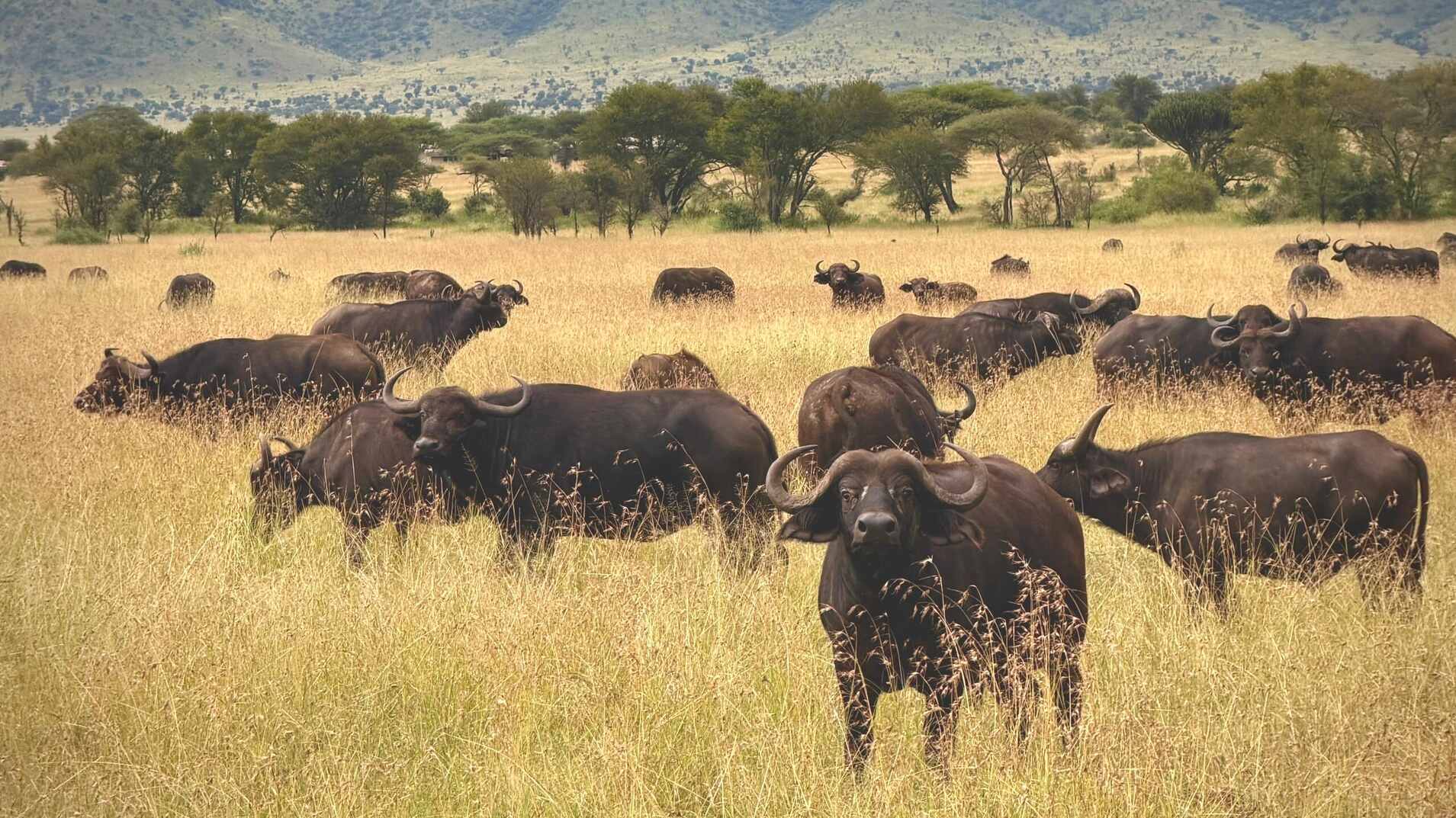 From Arusha to the Serengeti – Complete Northern Tanzania Safari