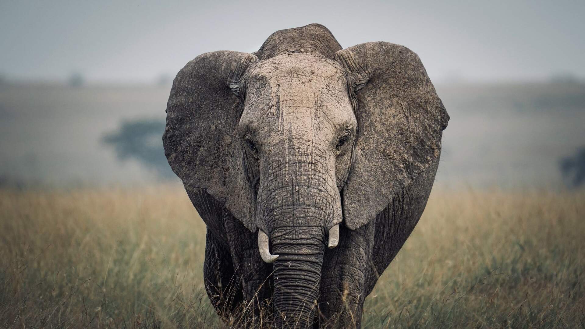 Comfort Safari to Arusha, Manyara, Tarangire & Ngorongoro – Balloon Safari Included!