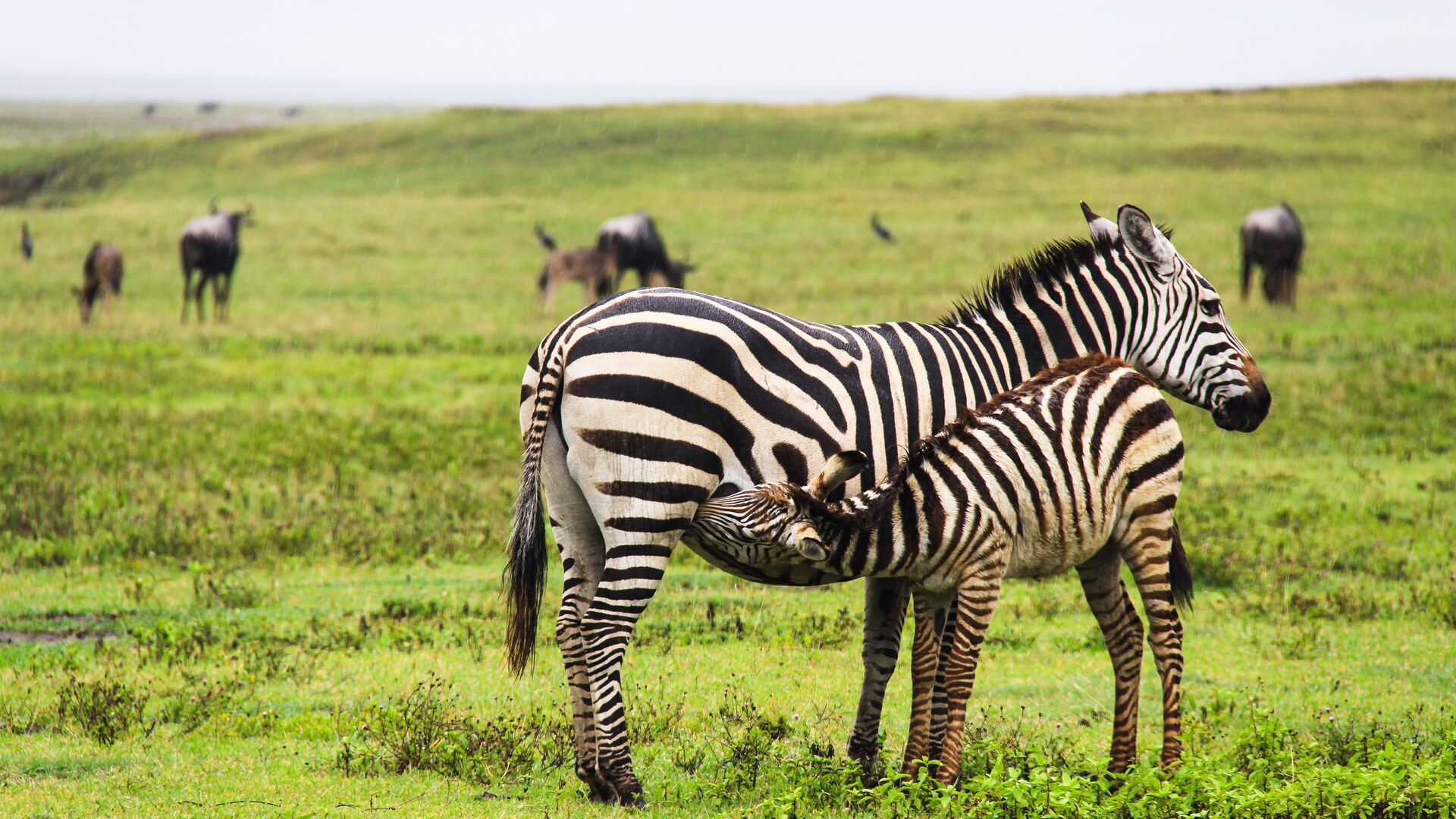 Kilimanjaro Climb and Safari package