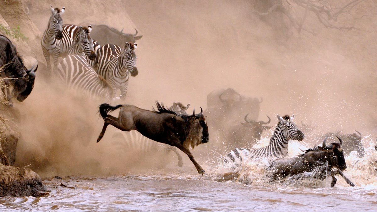 Witness the Great Migration in Northern Serengeti