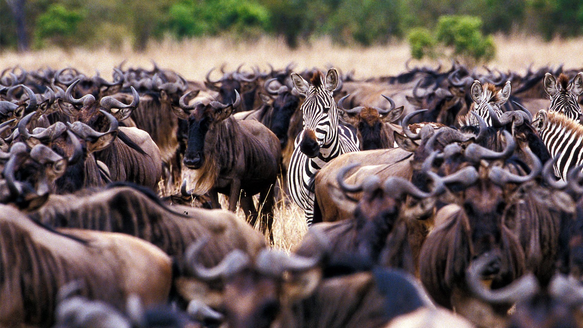 Witness the Great Migration in Northern Serengeti - Image 2