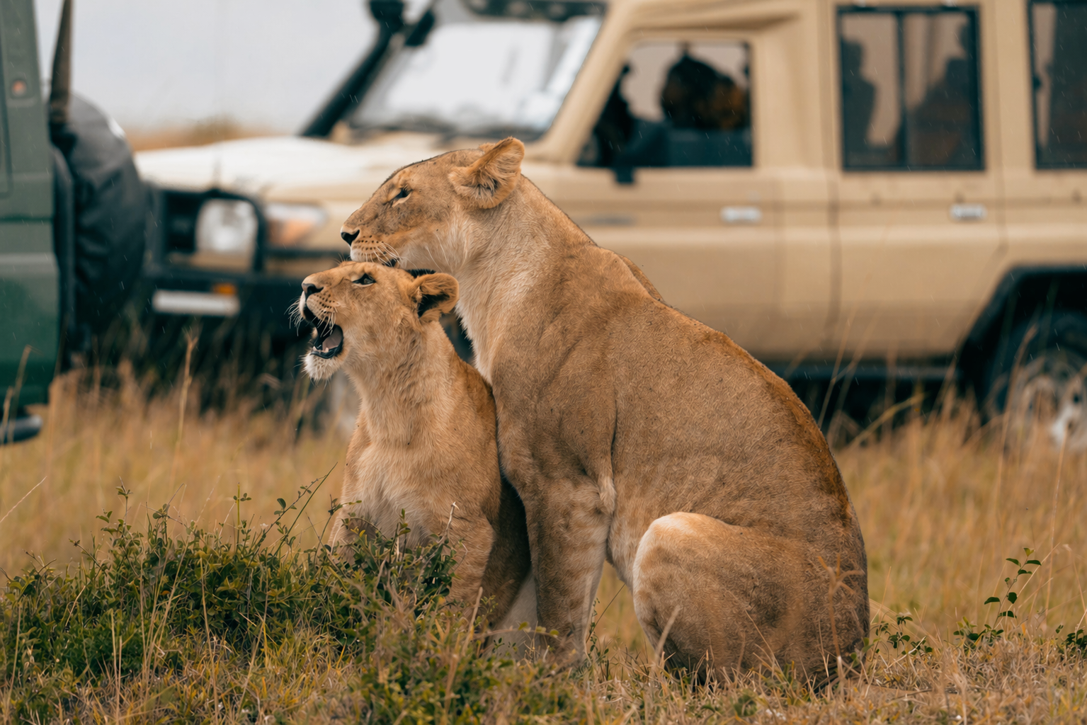 Experience the Wild. Embrace the Extraordinary